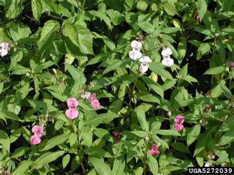 Himalayan Balsam Impatiens Glandulifera