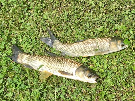 Grass Carp Do Their Job Sometimes Too Well Outdoor News