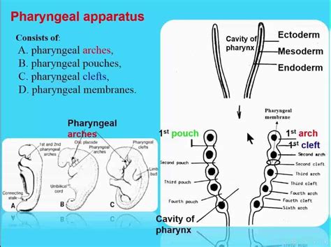 Pharyngeal Apparatus New