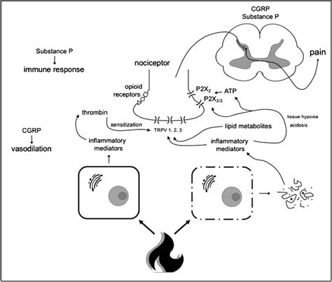 Pathogenesis Of Pain