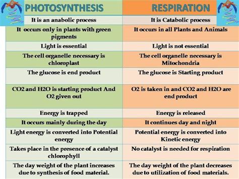 Photosynthesis And Respiration Difference