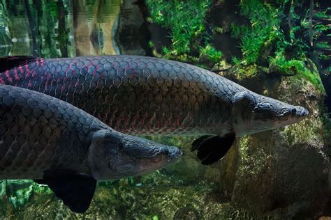 Arapaima Gigas Tropical Freshwater Aquarium Fish Seafish