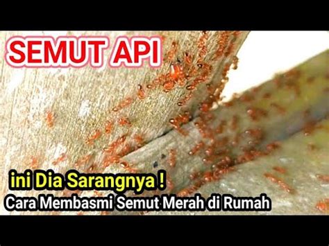 Sarang Semut Api Cara Membasmi Semut Merah Semut Api Cara