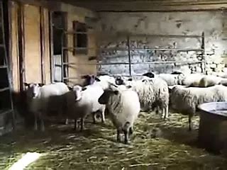 Granny Marita Fucks On The Farm With Stable Boy German Porn By FapHouse XHamster