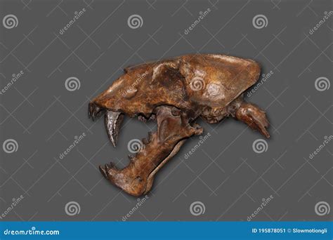 Skull of Scimitar Cat, Homotherium Serum, Saber Toothed Cat Disappeared ...