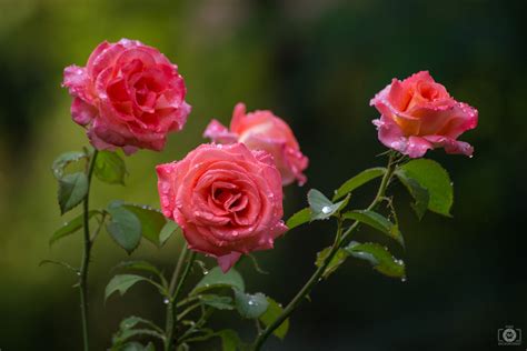 Beautiful Roses With Dew Drops Background High Quality Free Backgrounds