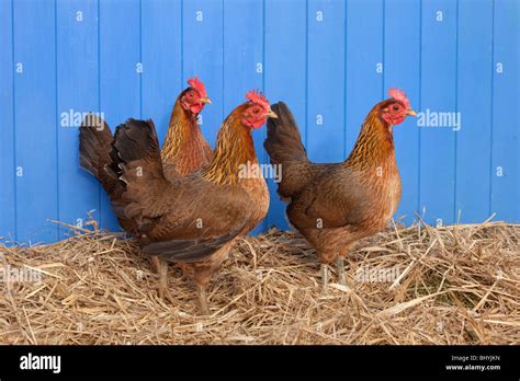 Three Welsummer Bantums In Blue Chicken Shed Stock Photo Alamy