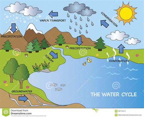 THE WATER CYCLE Diagram Quizlet