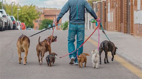 how much does it cost to breed dogs