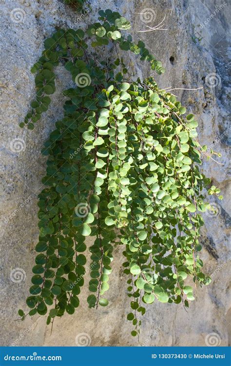 mediterranean caper stock photo image  plant background