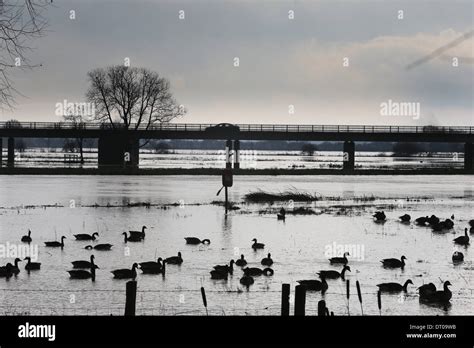 Flooding In St Ives Cambridgeshire After River Great Ouse Burst Its