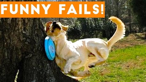 Funniest Animal Fails Compilation Failarmy HD 2018 NEW - YouTube