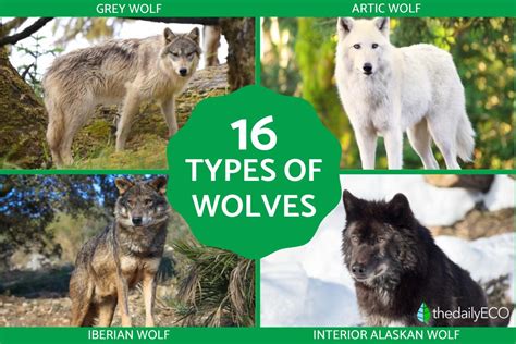 Discover 16 Different Types Of Wolves Main Chracteristics