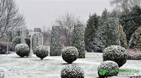 Зимние кустарники и деревья: морозостойкие декоративные растения ...