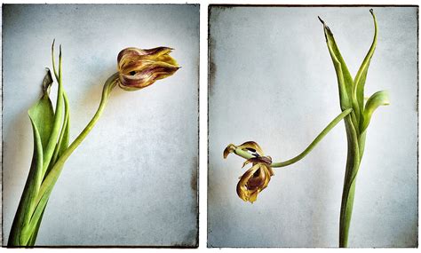 Dying Flowers on Behance