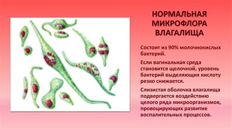 Микрофлора влагалища. Нормальная микрофлора влагалища - презентация онлайн