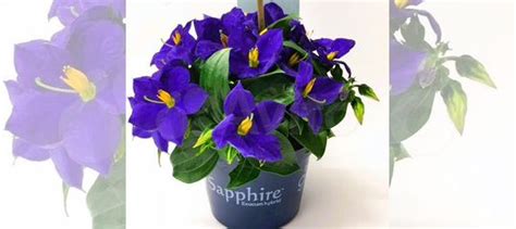 Экзакумы купить в Санкт-Петербурге | Товары для дома и дачи | Авито