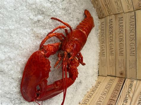 Bogavante al ajillo Una explosión de sabores del mar Mariscos Gami