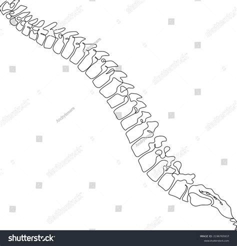 human tailbone continuous  art stock vector royalty