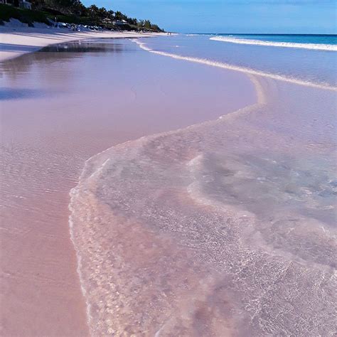 Pink Sands Beach | Harbour island, Pink sand beach, Travel dreams