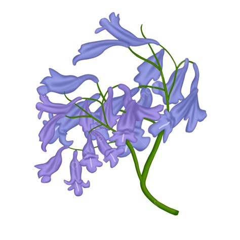 Flores Florecientes Jacaranda Png Floración Flores Frescas Flores