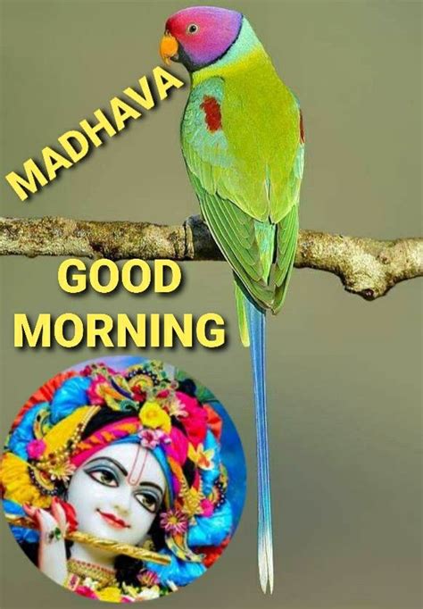 Pin By Venkat Ganesh On Krishna With Parrots In 2023 Good Morning