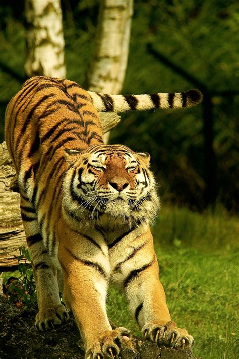 Animal Photography Photos Download The Best Free Animal Photography