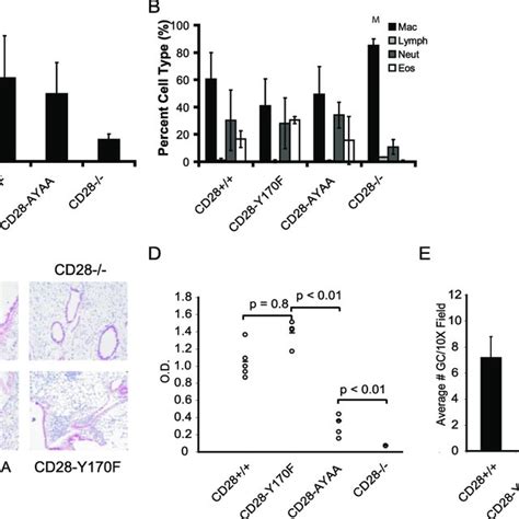 Allergic airway inflammation in the CD28 knock-in mice. Mice of each ...