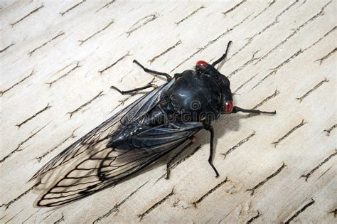 Schwarze Zikade Stockfoto Bild Von Programmfehler Insekt 35612368