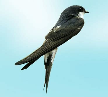 Городская ласточка (Delichon urbicum) — Птицы / Мир животных.ру