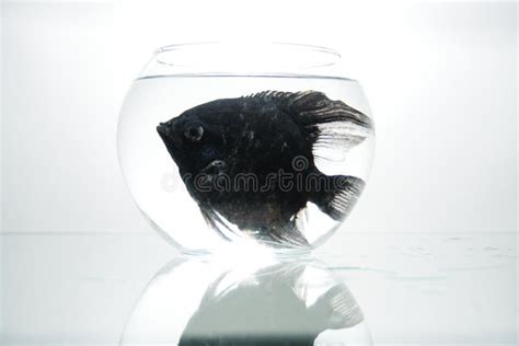 Black Fish In Aquarium Stock Image Image Of Sphere Glass 7281589