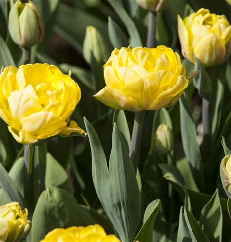 Tulipa 'Foxy Foxtrot'