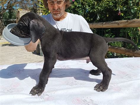 Litter O – Black and Blue Great Dane puppies – Blue Great Danes Breeder & Alani Neri Great