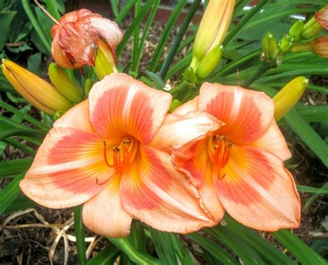 Pretty Peach Lily Garden Plants Garden