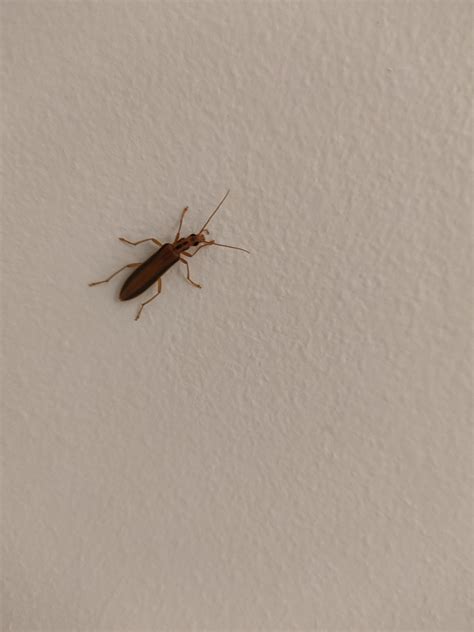 Blister Beetle Bite