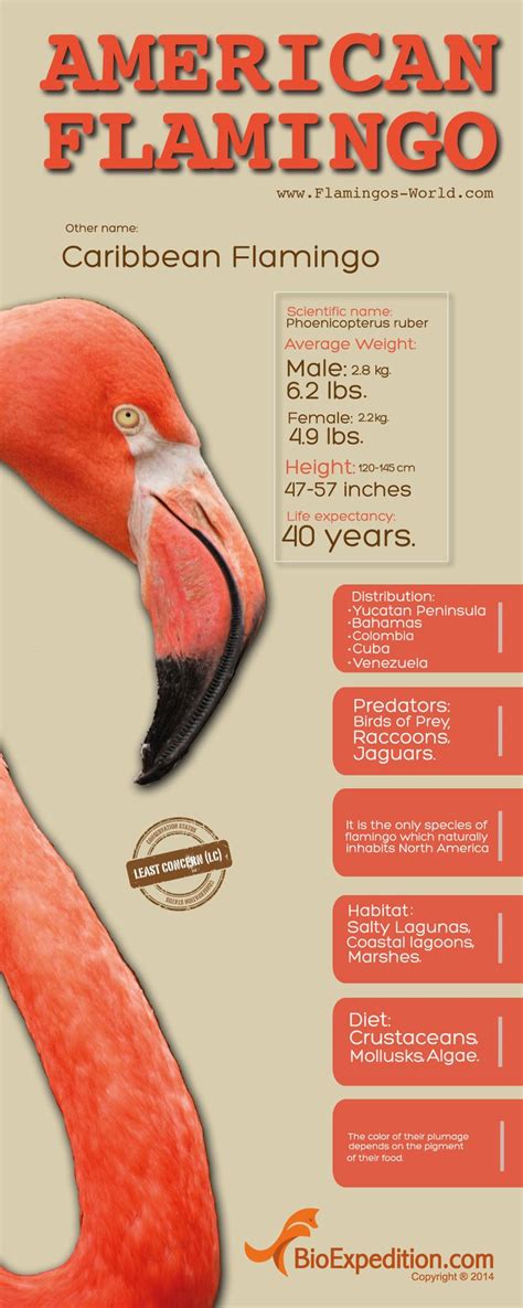 american flamingo infographic animal facts  information flamingo