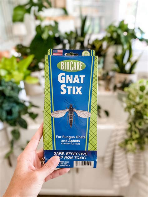 how to get rid of gnats in houseplants 4