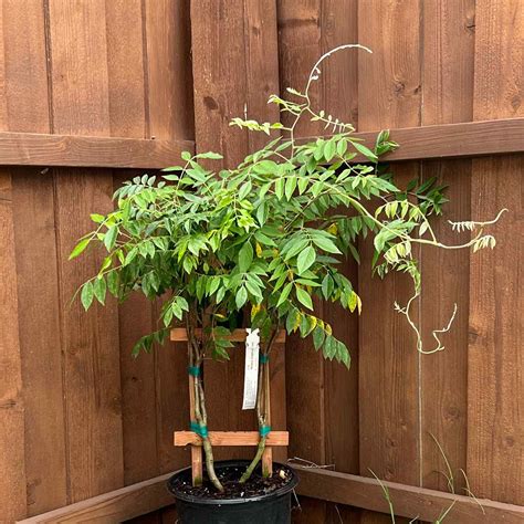 Why Are My American Wisteria Leaves Mushy?