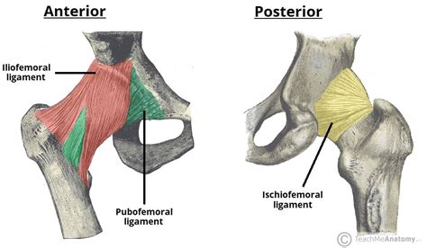 Structures of a Synovial Joint