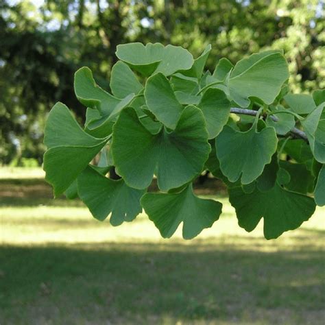 Arbre aux 40 Écus Ginkgo Biloba vente arbres forestiers