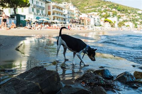 5 spiagge libere per cani in Liguria Aqua De Mâ