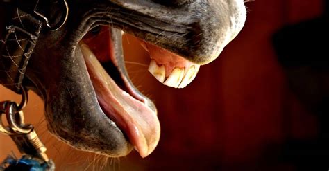 Dente De Lobo Em Cavalo - Dente De Lobo Cavalo - RETOEDU