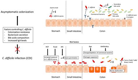 Clostridium Transmission