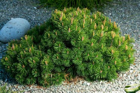 Evergreen Shrubs That Are Perfect For Shade