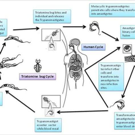 Life cycle in Triatome bug | Download Scientific Diagram