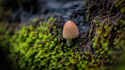 Arkansas Mushrooms Ouachita National Forest 2020 Flickr