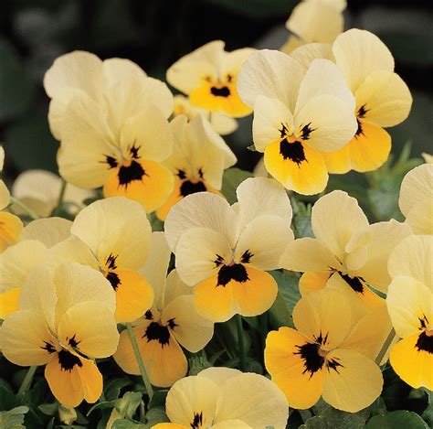 Viola Cornuta Sorbet Xp Primrose Blotch Muller Seeds