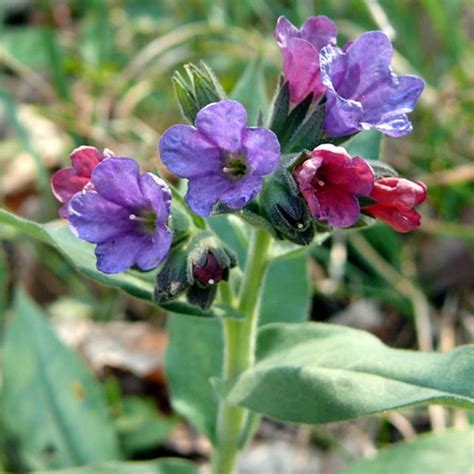 T D F Pulmonaria Officinalis Ssp Obscura Szem Kincsesliget