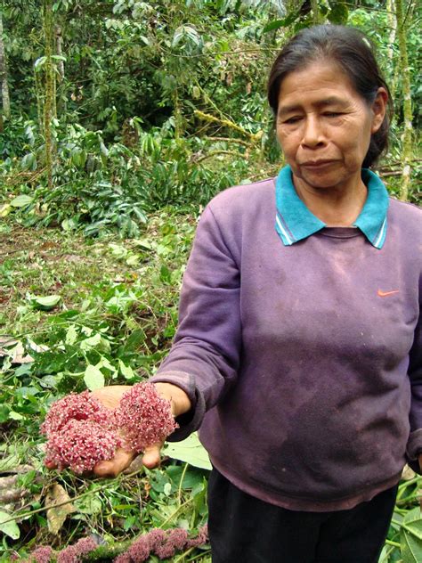 Jungle Postcards: La Cosecha de Guayusa (The Guayusa Harvest)