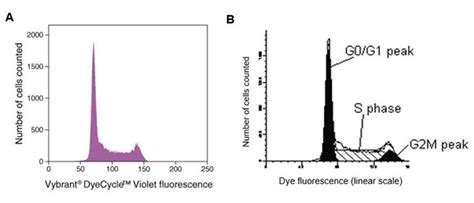 Cell Cycle Analysis By Flow Cytometry Thermo Fisher Scientific De